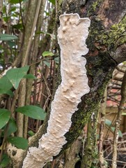 Netted Crust fungus, Byssomerulius corium