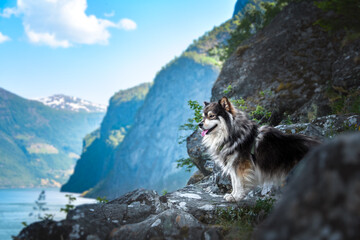 Portrait of a Finnish Lapphund dog in mountains during summer