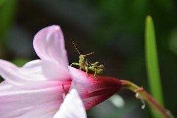 close up baby grasshopper over a wild pink flower