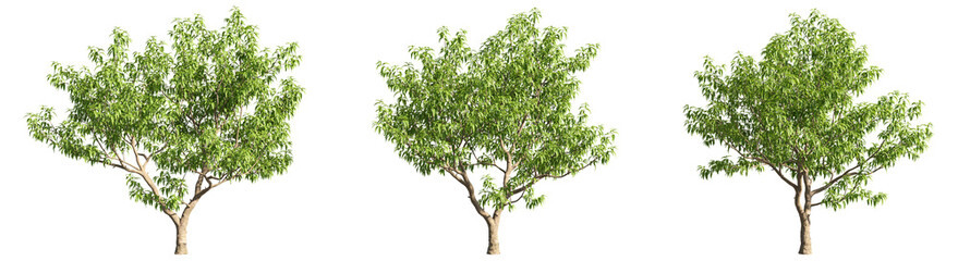 Obraz premium Set of deciduous trees on a transparent background, big tree with green foliage cutouts for digital composition, illustration, architecture visualization
