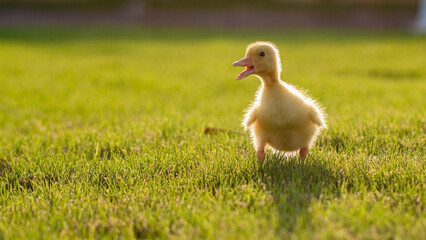 duck in the grass sunset sunrise