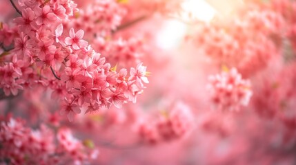 Cherry blossoms in full bloom, creating a pink and white canopy in a park