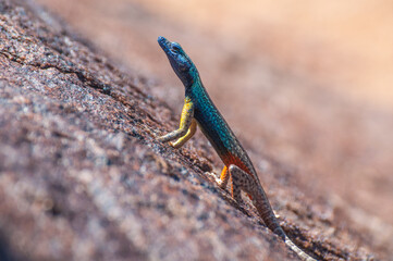broadley's flat lizard
