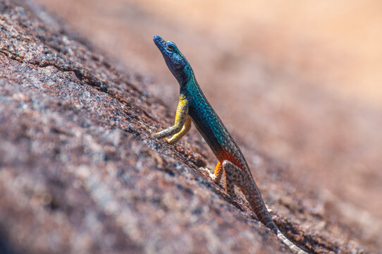 broadley's flat lizard