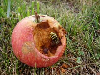 Wespe im Apfel