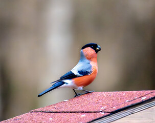 bullfinch sitting on top of a roof