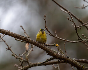 yellow Spinus spinus perched on a branch of a tree