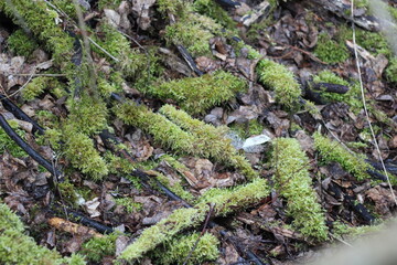 Moss covered tree roots