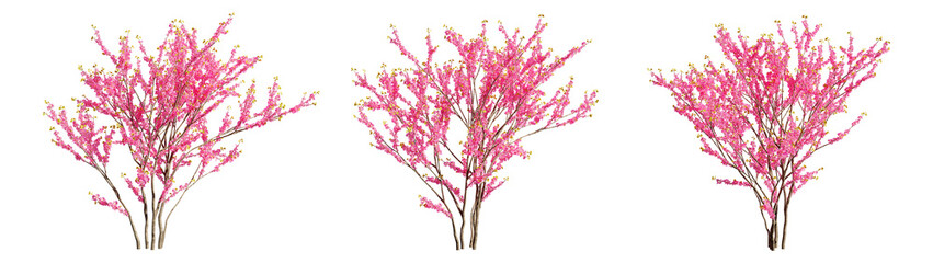 Set of deciduous trees on a transparent background, big tree with pink foliage cutouts for digital composition, illustration, architecture visualization