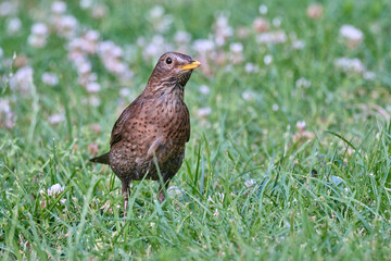 common or eurasian blackbird, Turdus merula, hopping and foraging in the grass of a middle european backyard.