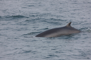 Fototapeta premium Iceland Reykjavik whale on a cloudy summer day.
