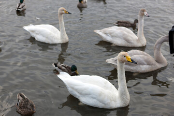 Iceland Reykjavik city view on a cloudy summer day.