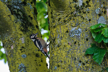 Fototapete bei efototapeten.de bestellen   