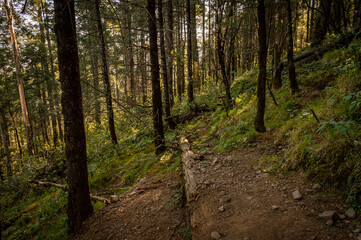 forest in the ajusco