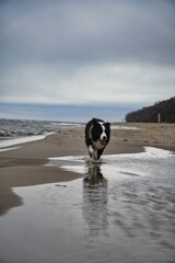 dog on beach in mirror