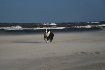 Running dog on beach