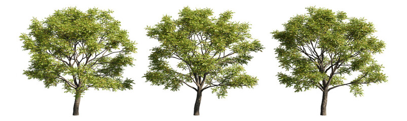 Fototapeta premium Set of deciduous trees on a transparent background, big tree with green foliage cutouts for digital composition, illustration, architecture visualization