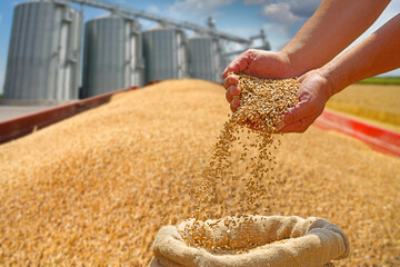 Wheat grain in a hand after good harvest of successful farmer, pours grain into a jute sack on a...
