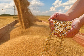 Wheat grain in a hand after good harvest of successful farmer in a background agricultural machinery combine harvester transferring freshly harvested wheat to tractor-trailer for transport to the silo - obrazy, fototapety, plakaty