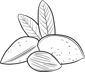 almond outline illustration isolated on transparent background