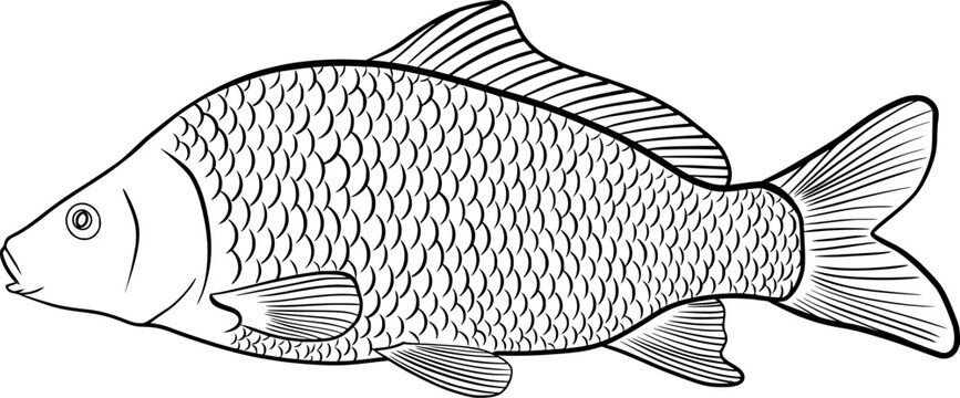 crucian carp outline vector illustration