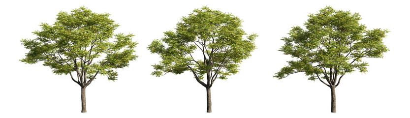 Set of deciduous trees on a transparent background, big tree with green foliage cutouts for digital composition, illustration, architecture visualization