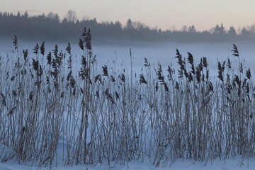 The lake in fog on a winter day with blue sky. Forest and grass in cold frozen water.