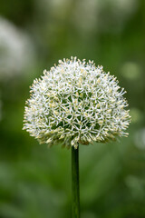 A close up of a white allium flower in the sunshine, with selective focus
