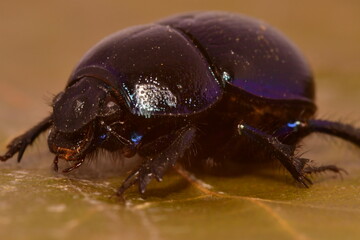 Macro photography of a Dung beetle