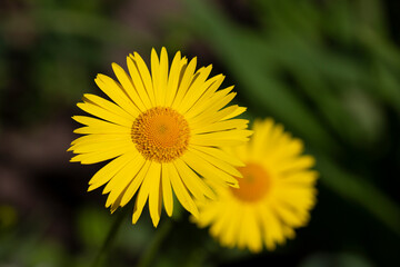 Obraz premium Doronicum orientale - leopard's bane, yellow daisy spring flower