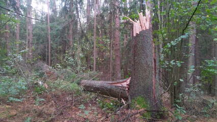 A tree growing in the forest was broken by a strong wind and fell to the ground. A part of the...