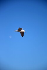 flying seagull