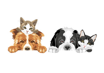 Peeking Border Collie, Saint Bernard dog and two cute cats isolated on white