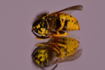 Macro photography of a wasp