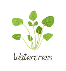 Herbal leaves concept. Botanical infographics and educational materials. Watercress inscription. Sticker for social networks. Cartoon flat vector illustration isolated on white background
