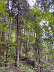 Tall coniferous trees grow on the slope