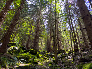 The sun shines through tall trees on rocks with moss in the forest