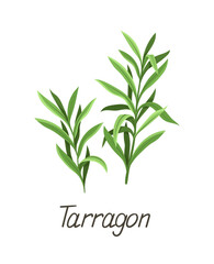 Herbal leaves concept. Botanical infographics and educational materials. Tarragon inscription. Nature and flora, botany. Cartoon flat vector illustration isolated on white background
