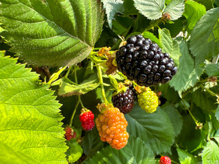Blackberries ripen on the bush in summer - obrazy, fototapety, plakaty