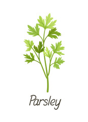 Herbal leaves concept. Botanical infographics and educational materials. Parsley inscription. Healthy eating and harvest. Cartoon flat vector illustration isolated on white background