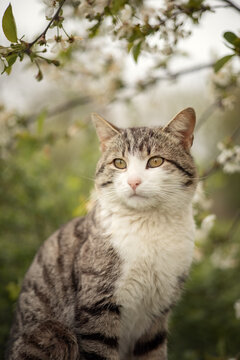 A photo of a striped cat near a cherry blossom.