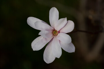 Magnolia flowers, close up. Flowering Magnolia Tree Magnolia loebneri 'Leonard Messel' . Star Blossoming Magnolia flowers