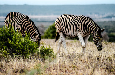 zebra in addo elephant national park, south africa