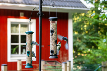 Photo of birds eating seeds from a bird feeder