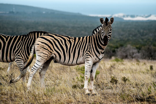 zebra in addo elephant national park, south africa