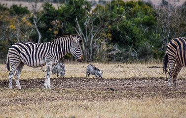 zebra in addo elephant national park, south africa