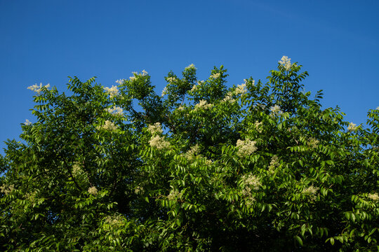 umbu - copa do p&eacute; de umbuzeiro florido
