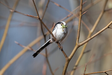 Long-Tailed Tit with Nest Material in its Beak