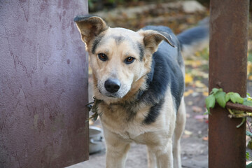 A yard mongrel dog on a chain peeks out of the gates of the house, a guard dog in the house