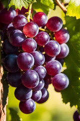 Fototapeta premium harvest bunches of grapes in the garden
